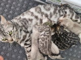 Chatons Bengal silver et snow Lynx a vendre
