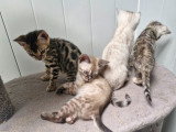 Dernier deux chaton disponible pour rezerve snow Lynx et silver  deux femelle ‼️‼️‼️‼️‼️‼️‼️‼️