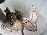 Dernier deux chaton disponible pour rezerve snow Lynx et silver  deux femelle ‼️‼️‼️‼️‼️‼️‼️‼️