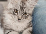 Chatonnes Maine Coon à vendre