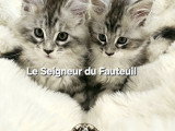 Chatonnes Maine Coon à vendre