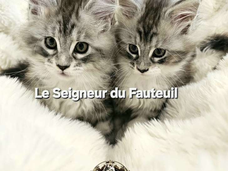 Chatonnes Maine Coon à vendre