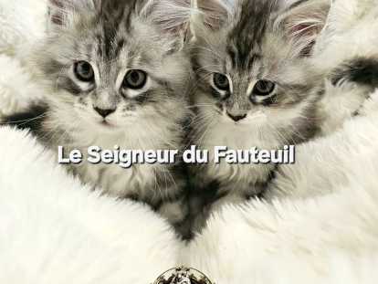 Chatonnes Maine Coon à vendre