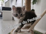 Chatonnes Maine Coon à vendre