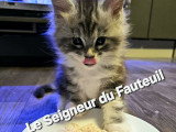Chatonnes Maine Coon à vendre
