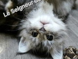 Chatonnes Maine Coon à vendre