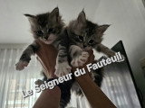 Chatonnes Maine Coon à vendre