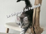 Chatonnes Maine Coon à vendre