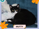 Mutty, chatte noir et blanc à adopter en association