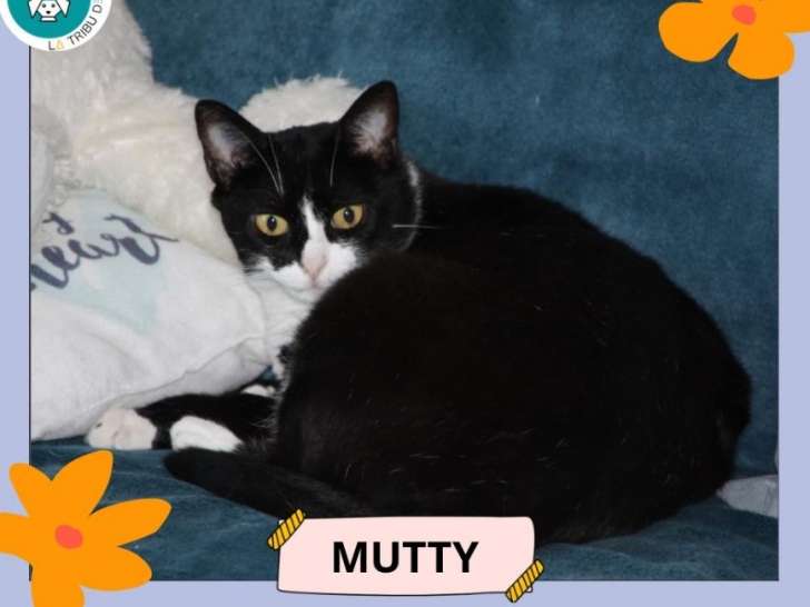 Mutty, chatte noir et blanc à adopter en association