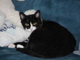 Mutty, chatte noir et blanc à adopter en association
