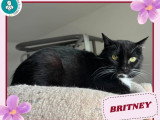 Britney, jolie chatte noir et blanc à adopter en association