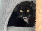 Britney, jolie chatte noir et blanc à adopter en association