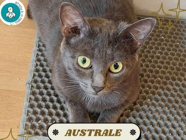 Australe, miss chartreuse à adopter en association