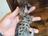 Réservation de 5 chatons Savannah F6 LOOF nés en mai 2026
