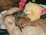 Réservation de 5 chatons Savannah F6 LOOF nés en mai 2026