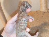 Réservation de 5 chatons Savannah F6 LOOF nés en mai 2026
