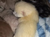 Réservation de 5 chatons Savannah F6 LOOF nés en mai 2026