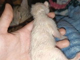 Réservation de 5 chatons Savannah F6 LOOF nés en mai 2026