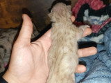 Réservation de 5 chatons Savannah F6 LOOF nés en mai 2026