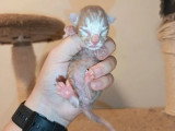 Réservation de 5 chatons Savannah F6 LOOF nés en mai 2026