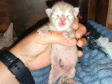 Réservation de 5 chatons Savannah F6 LOOF nés en mai 2026