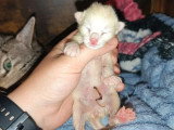 Réservation de 5 chatons Savannah F6 LOOF nés en mai 2026