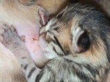 Réservation de 5 chatons Savannah F6 LOOF nés en mai 2026