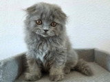 Chaton Highland Fold mâle bleu mi-long non LOOF de mars 2026 à vendre