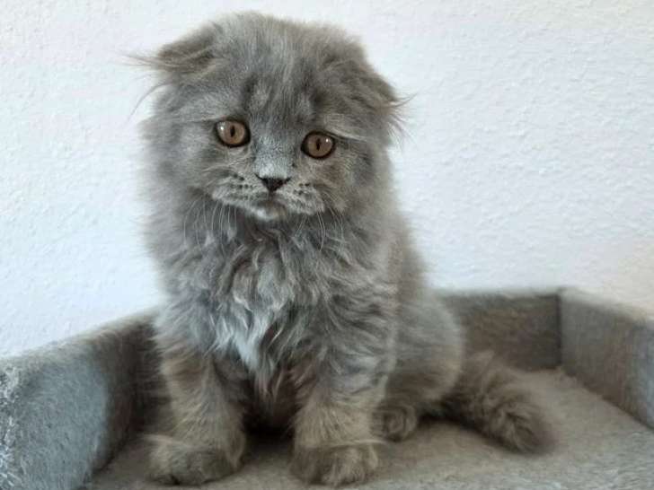 Chaton Highland Fold mâle bleu mi-long non LOOF de mars 2026 à vendre