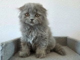 Chaton Highland Fold mâle bleu mi-long non LOOF de mars 2026 à vendre