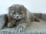 Chaton Highland Fold mâle bleu mi-long non LOOF de mars 2026 à vendre