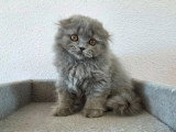 Chaton Highland Fold mâle bleu mi-long non LOOF de mars 2026 à vendre