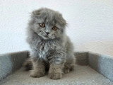 Chaton Highland Fold mâle bleu mi-long non LOOF de mars 2026 à vendre