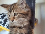 Chatons Norvégien LOOF à vendre
