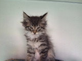 Chatons Norvégien LOOF à vendre