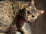 Keira, chatte de 3 ans à adopter en association