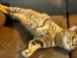 Keira, chatte de 3 ans à adopter en association