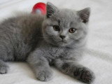 Chaton British Shorthair bleu mâle LOOF à vendre né en mars 2026