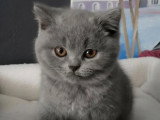 Chaton British Shorthair bleu mâle LOOF à vendre né en mars 2026