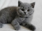 Chaton British Shorthair bleu mâle LOOF à vendre né en mars 2026