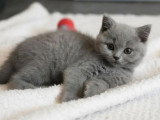 Chaton British Shorthair bleu mâle LOOF à vendre né en mars 2026