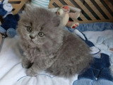 3 chatons British Longhair bleus mâles à réserver non LOOF
