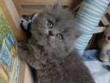 3 chatons British Longhair bleus mâles à réserver non LOOF