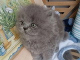 3 chatons British Longhair bleus mâles à réserver non LOOF
