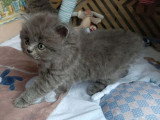 3 chatons British Longhair bleus mâles à réserver non LOOF