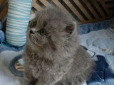 3 chatons British Longhair bleus mâles à réserver non LOOF