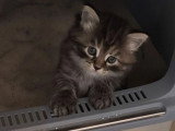 Chaton femelle Sibérien Brown Tortie à vendre LOOF d'avril 2026