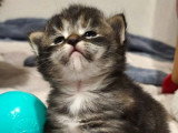 Chaton femelle Sibérien Brown Tortie à vendre LOOF d'avril 2026