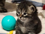 Chaton femelle Sibérien Brown Tortie à vendre LOOF d'avril 2026